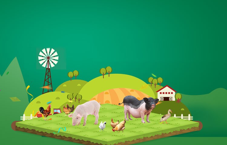 云顶集团养殖成本更低、更赚钱，做高性价比饲料领导者