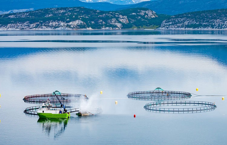 云顶集团养殖成本更低、更赚钱